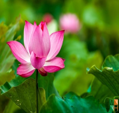  Tranh dán tường Hàn Quốc - hoa sen FW 273